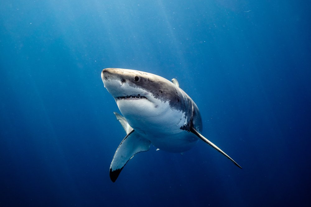 Фото: shutterstock.com