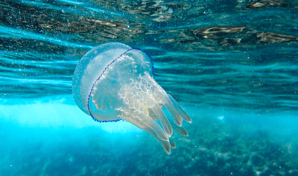 Фото: shutterstock.com