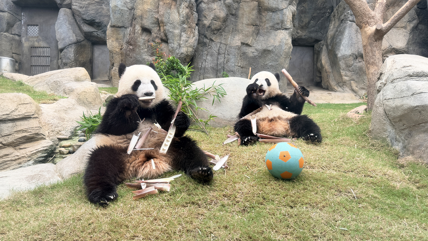 Фото: Ocean Park Hong Kong